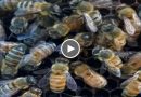 ऐसे अंडे देती है मधुमक्खियों की रानी, चारो तरफ से सिक्यूरिटी के लिए रहती हैं दूसरी मक्खियाँ, लोग बोले- ‘ऐसा नजारा पहली बार देखा’