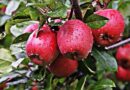 हिमाचल के सेब किसानों की बेहतरी में निजी कंपनियों के योगदान को निशाना बनाना राजनीति से प्रेरित!
