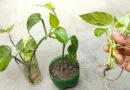 आइए जानते हैं कि मनी प्लांट को घर के किस कोने में रखने से मिलेगा लाभ