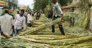 दीपावली के बाद गन्ना किसानों को सरकार का उपहार, बढ़ाए गए दाम