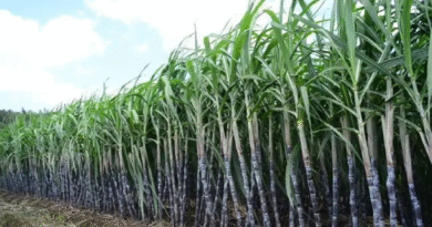 शुगर मिल्स एसोसिएशन ने मूल्यवृद्धि को बताया सार्थक कदम, उत्तर प्रदेश सहकारी गन्ना समिति अध्यक्ष संघ ने भी किया स्वागत