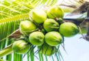 Coconut Water: सेहत के लिए बेहद लाभदायक है नारीयल पानी