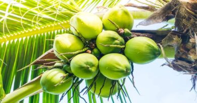 Coconut Water: सेहत के लिए बेहद लाभदायक है नारीयल पानी