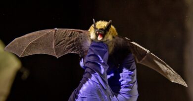 अब मच्छर फैलाएंगे Vaccine! चमगादड़ों का इलाज करने के लिए बना अनोखा फ्लाइंग सिरिंज प्लान