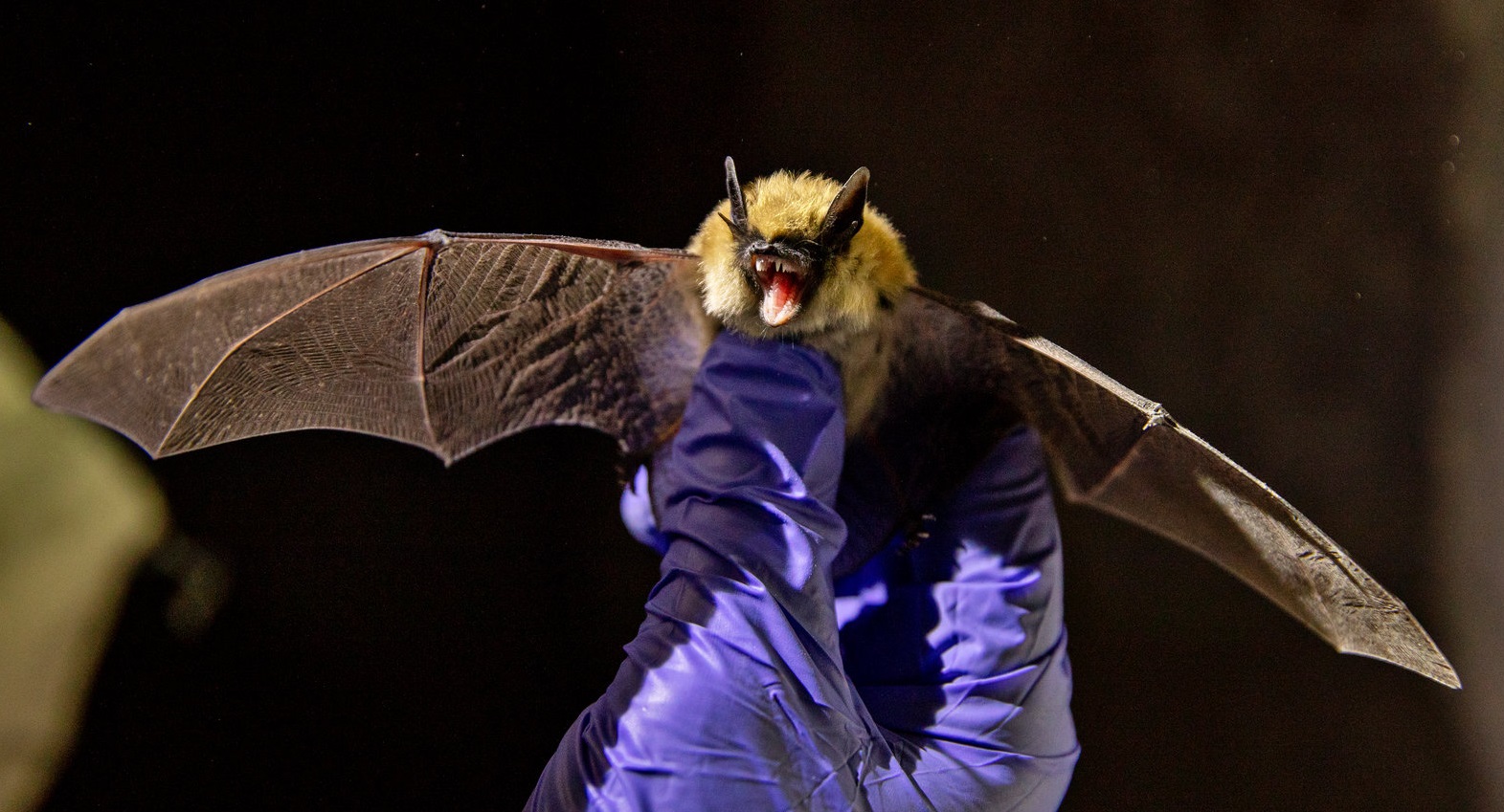 मच्छर से होगा चमगादड़ों का इलाज, नया फ्लाइंग सिरिंज प्लान तैयार