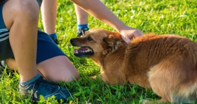 गजब! कुत्तों की पॉटी उठाकर हर साल 29 लाख रुपये कमा रहा ये शख्स, अजीबोगरीब काम से बना सफल बिजनेस