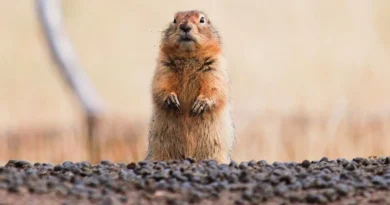 अनोखा जीव: कड़कड़ाती ठंड में भूल जाता है सबकुछ, गर्मी आते ही वापस आ जाती है याददाश्त