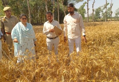 गेहूँ की पैदावार का आकलन हेतु जिलाधिकारी द्वारा ग्राम पिपरा बाजार में कराई गई क्रॉप कटिंग