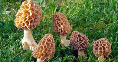 कश्मीर के वैज्ञानिकों की बड़ी खोज, अब किसान उगा सकेंगे 40 हजार रुपये किलो वाला दुर्लभ मशरूम