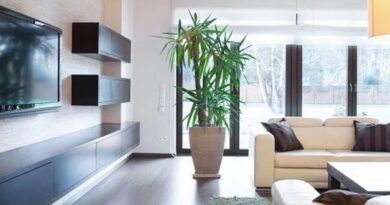 घर के इस कोने में लगाएं गेंदे का पौधा, मान्यता है-बढ़ेगी सुख-समृद्धि