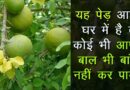 अगर आपके घर में लगा है ये पेड़, तो कोई आपका कुछ नहीं बिगाड़ सकता