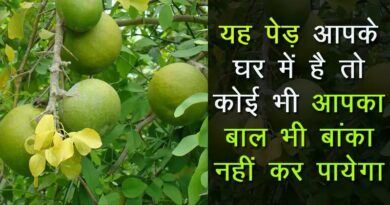 अगर आपके घर में लगा है ये पेड़, तो कोई आपका कुछ नहीं बिगाड़ सकता