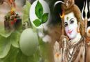 Sawan 2026: सावन में इन 4 पवित्र पौधों की पूजा मानी जाती है बेहद शुभ, भगवान शिव की कृपा से दूर हो सकती हैं जीवन की बाधाएं