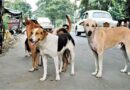 सहारनपुर में आवारा कुत्तों का आतंक, मंदिर के बाहर 12 साल के बच्चे पर झुंड ने किया हमला; मौत, 4 साल का बच्चा भी गंभीर