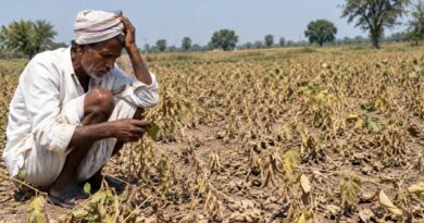 महाराष्ट्र में सूखे की मार से हाहाकार, मराठवाड़ा में 80% फसलें बर्बाद; जलाशयों में सिर्फ 12.5% पानी